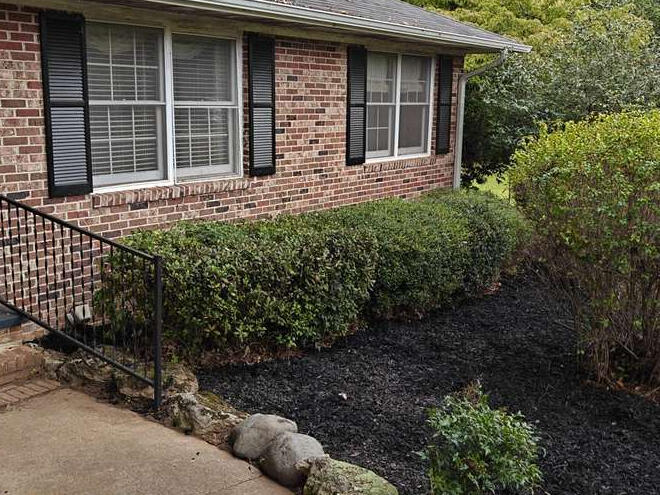 Trimmed hedges along the front walkway with new black mulch beds at a Watkinsville, GA home